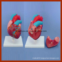 Human Small Size Heart Anatomical Model for Medical Teaching